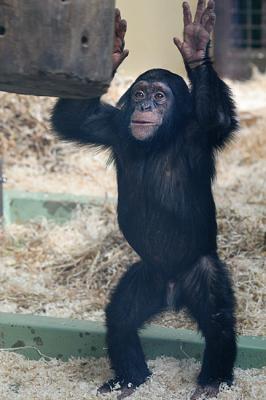 Pan TroglodytesChimpanzeeChimpansee