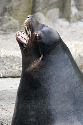 Zalophus californianus California sea lion Californische zeeleeuw