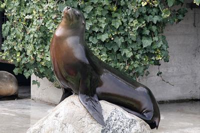 Zalophus californianus California sea lion Californische zeeleeuw