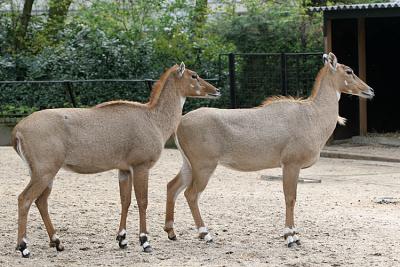 Boselaphus tragocamelus Nilgai Nijlgau 