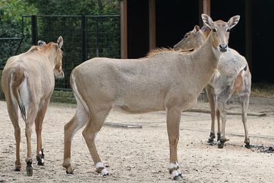 Boselaphus tragocamelus Nilgai Nijlgau 