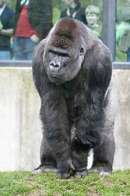 Gorilla gorilla gorilla  Westerse laagland gorilla