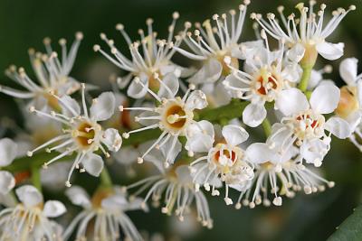 Prunus laurocerasus Laurierkers