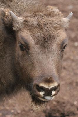 Bison bonasus European Bison (calf) Wisent (kalf)