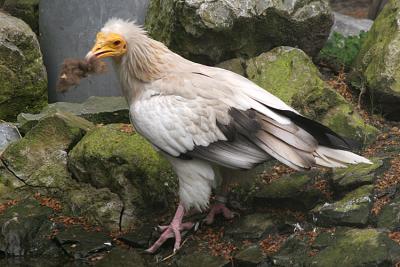 Neophron percnopterus Egyptian vulture Egyptische aasgier 