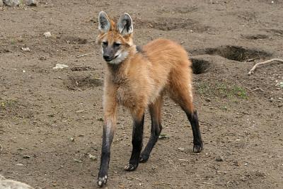 Chrysocyon brachyurus Maned wolf Manenwolf