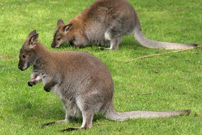 Macropus rufogriseus rufogriseus Red-necked wallaby Bennet walibie
