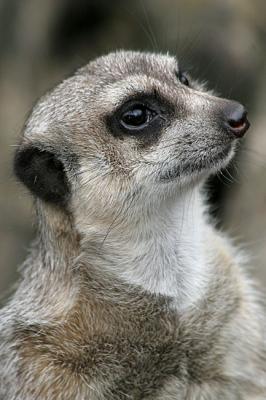 Suricata suricatta Slender-tailed meerkat Stokstaartje