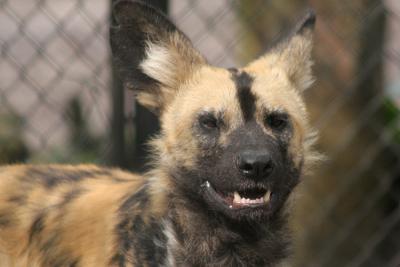 Lycaon pictus pictus African hunting dog Afrikaanse Wilde Hond