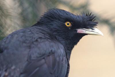 Acridotheres cristatellus Crested myna Kuifmaina