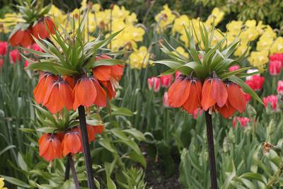 Fritillaria imperialis Crown Imperial Keizerskroon
