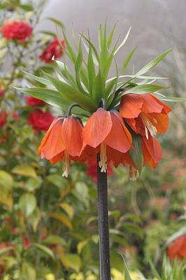 Fritillaria imperialis<br>Crown Imperial