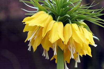 Fritillaria imperialisCrown Imperial