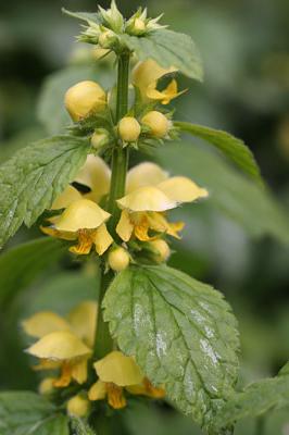 Lamiastrum galeobdolon 'Florentinum' Yellow archangel  Bonte gele dovenetel 