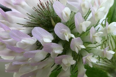 Trifolium pratense Red clover Rode klaver