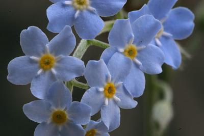 Myosotis arvensis Field Forget-me-not Akkervergeet-mij-nietje