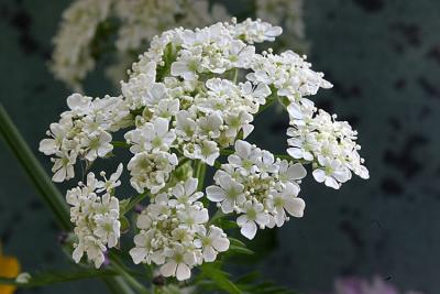 Anthriscus sylvestris Wild chervil Fluitenkruid 