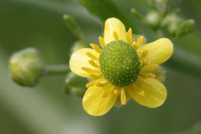 Ranunculus sceleratus Celery-leaved crowfoot Blaartrekkende boterbloem 