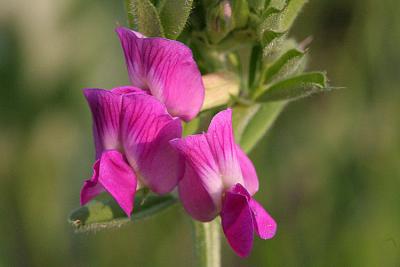 Vicia sativa subsp. sativa Common vetch Voederwikke 