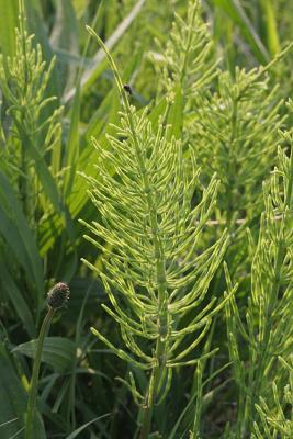 Equisetum arvense  Heermoes