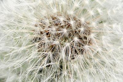 Taraxacum spec. Dandelion  Paardebloem