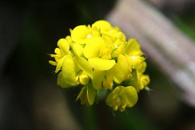 Medicago lupulina Hopklaver Yellow trefoil  