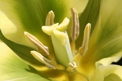 Tulipa 'Spring green' viridiflora