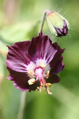 Geranium phaeum  Mourning widow Donkere ooievaarsbek