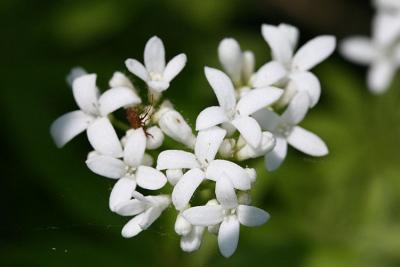 Galium odoratum Woodruff Lievevrouwebedstro