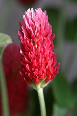 Trifolium incarnatum Crimson clover Inkarnaatklaver