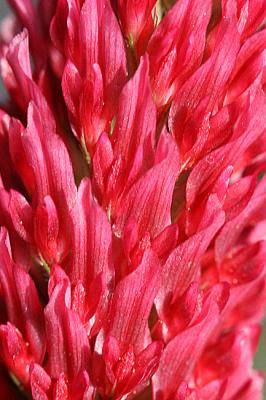 Trifolium incarnatum Crimson clover Inkarnaatklaver