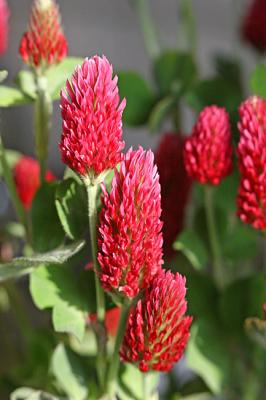 Trifolium incarnatum Crimson clover Inkarnaatklaver