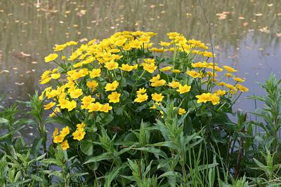 Caltha palustris Marsh Marigold Gewone Dotterbloem 