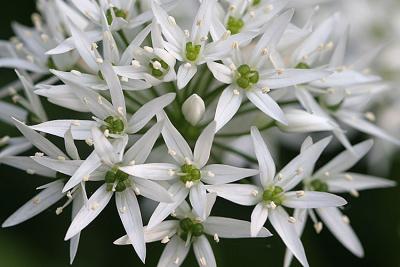 Allium ursinumWild garlicDaslook