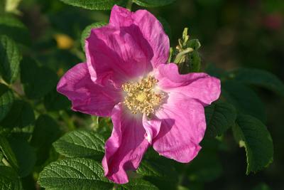 Rosa rugosa Turkestan rose Rimpelroos 