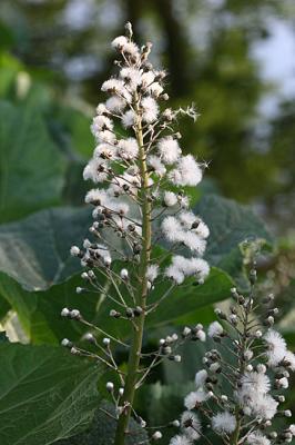 Petasites hybridus Butterbur Groot hoefblad 