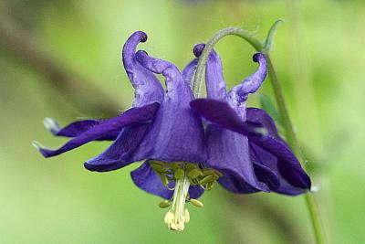 Aquilegia vulgaris <br> Columbine <br>Wilde akelei 