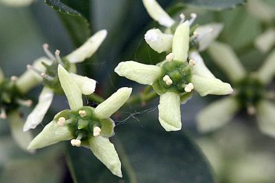 Euonymus europaeus Spindle tree Wilde kardinaalsmuts 