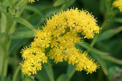 Solidago  gigantea Late goldenrod  Late guldenroede