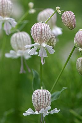 Silene vulgaris  Bladder campion Blaassilene  