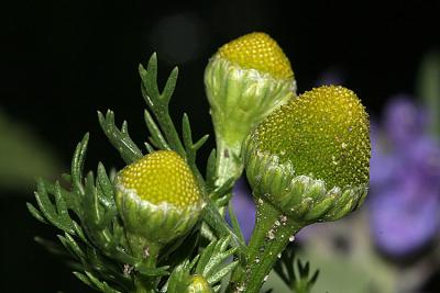 Matricaria discoidea Pineappleweed Schijfkamille 