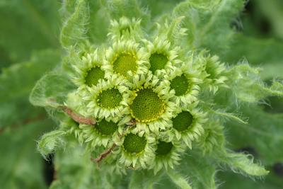 Tephseris palustrisMarsh fleawort moerasandijvie