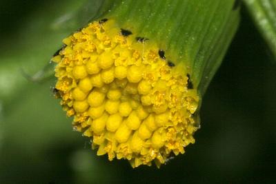 Senecio vulgaris Groundsel Klein kruiskruid 