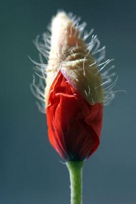 Papaver dubium Long-headed poppy Kleine klaproos