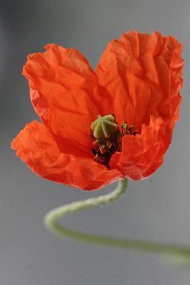 Papaver dubium Long-headed poppy Kleine klaproos