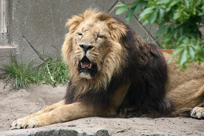 Panthera leo persica Asiatic lion  Aziatische leeuw 