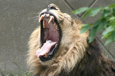 Panthera leo persica Aziatische leeuw 