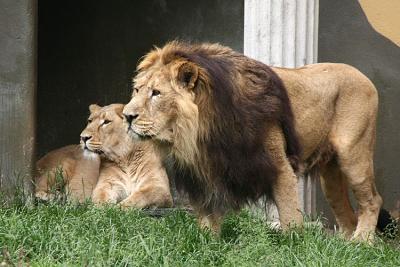 Panthera leo persica Aziatische leeuw 