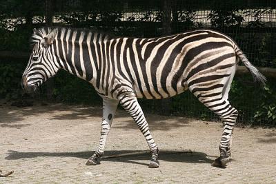 Equus quagga ssp. antiquorum Chapman's zebra
