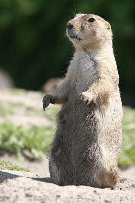 Cynomys ludovicianus <br>Black-tailed Prairie dog <br>Zwartstaartprairiehond 